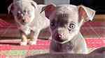 beautiful chihuahua Puppies.for Sale - صورة 4