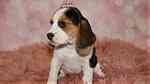 Black tri color Beagle Puppies.for sale - Image 2