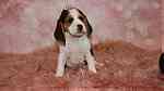 Black tri color Beagle Puppies.for sale - Image 4