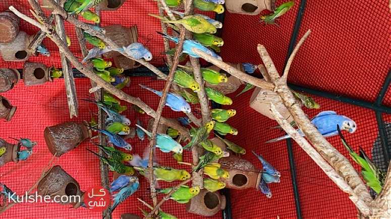 Budgies for sale - Image 1