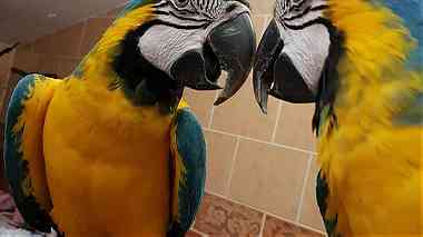 Gorgeous Blue and Gold macaw available.