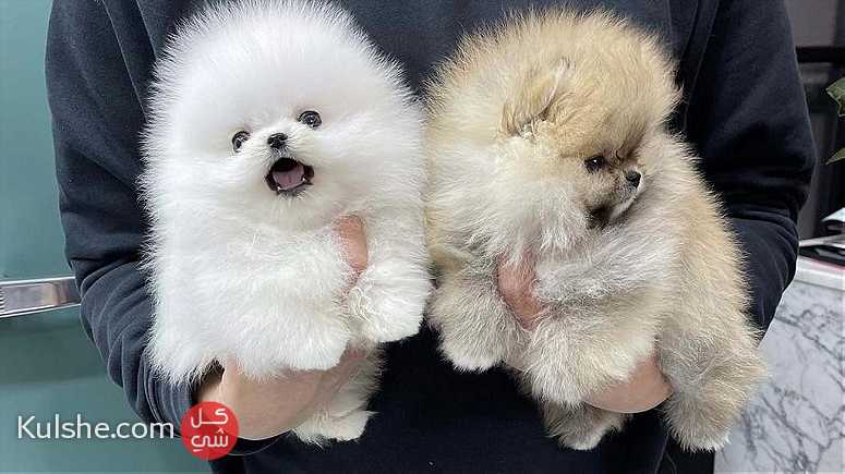 Pomeranian for sale - صورة 1