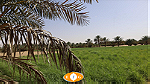 مزرعة للبيع فى رماح العين طريق الشاحنات - Image 2