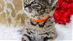 3 Savannah Kittens for Adoption - صورة 2