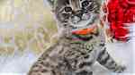 3 Savannah Kittens for Adoption - صورة 1