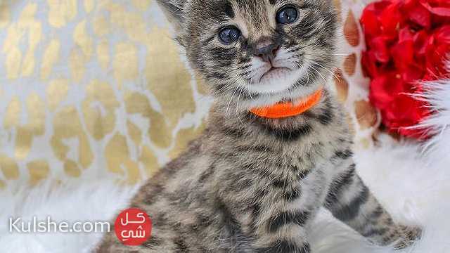 3 Savannah Kittens for Adoption - صورة 1