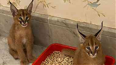 male and  female Caracal kittens for Sale