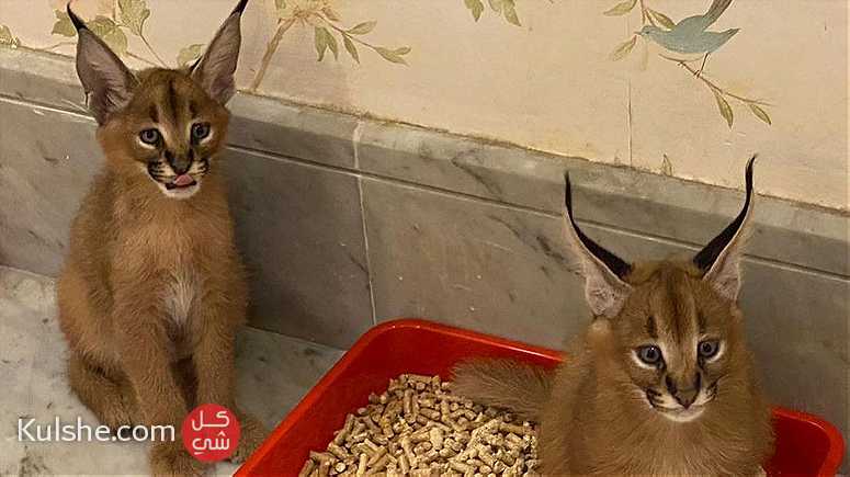 male and  female Caracal kittens for Sale - صورة 1