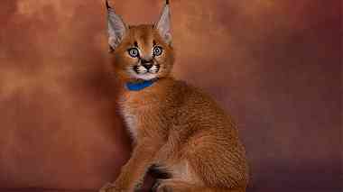 Out  Standing Caracal Kittens  for Sale