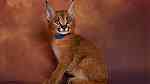 Out  Standing Caracal Kittens  for Sale - صورة 1