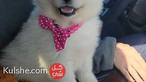Cute Samoyed Puppies Available for sale - Image 1