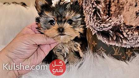 Yorkie puppies available for sale - صورة 1