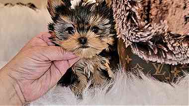 Yorkie puppies available for sale