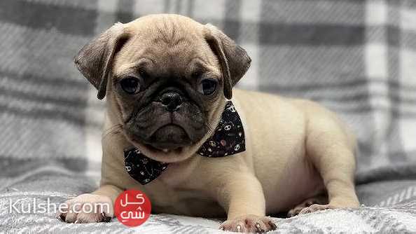 Sociable Pug puppies available for sale - صورة 1