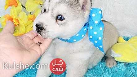 Siberian Husky puppies available for sale - صورة 1