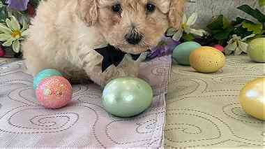 Purebred Toy Poodle puppies for sale