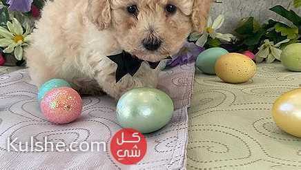 Purebred Toy Poodle puppies for sale - Image 1