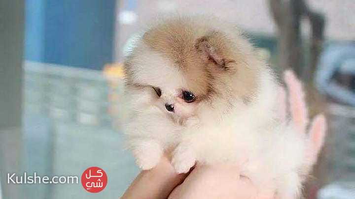 Awesome Teacup Pomeranian puppies for sale - صورة 1
