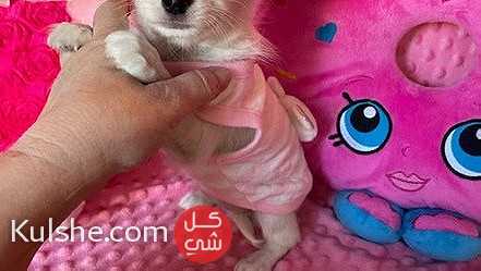 Small chihuahua puppies for sale - صورة 1