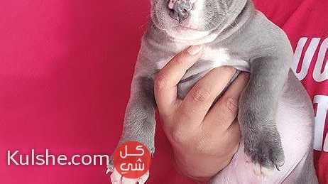 Pitbull puppies for sale - صورة 1