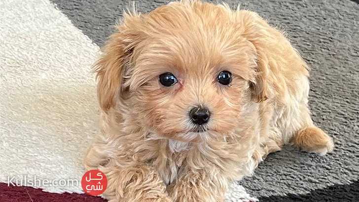 Maltipoo puppies for sale - Image 1