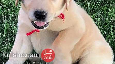 Trained Labrador puppies for sale - صورة 1