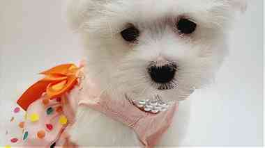 Male and female Maltese Puppies for Sale