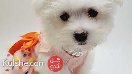Male and female Maltese Puppies for Sale - Image 1
