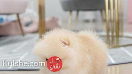 Sweet Pomeranian puppies Available for sale - صورة 1