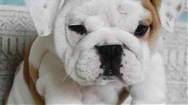 English bulldog puppies for sale