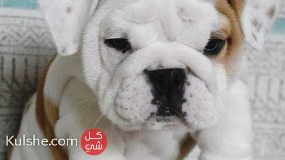 English bulldog puppies for sale - صورة 1