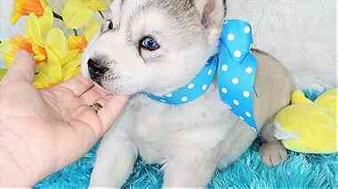 Siberian Husky puppies available for sale