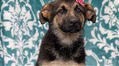 Cute German Shepherd puppies for sale