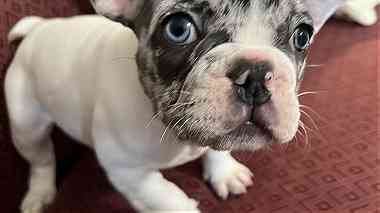 Awesome French Bulldog puppies for sale