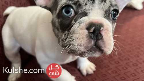 Awesome French Bulldog puppies for sale - Image 1