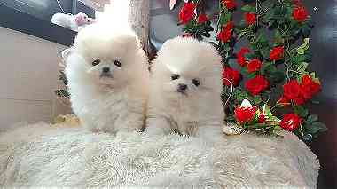 Awesome Teacup Pomeranian puppies for sale