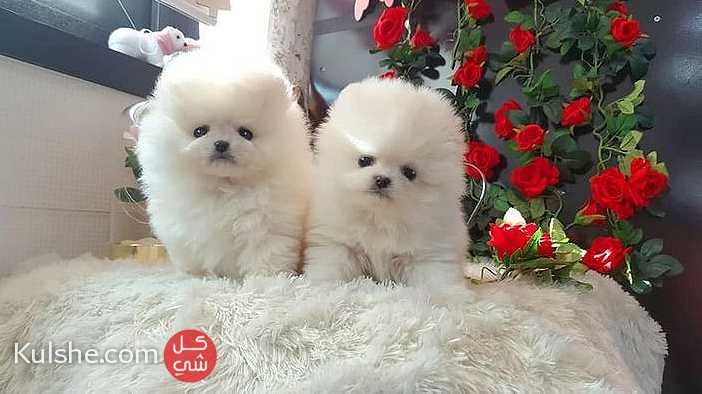 Awesome Teacup Pomeranian puppies for sale - صورة 1