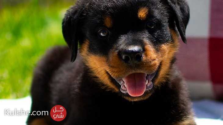 Rottweiler puppies for sale - صورة 1