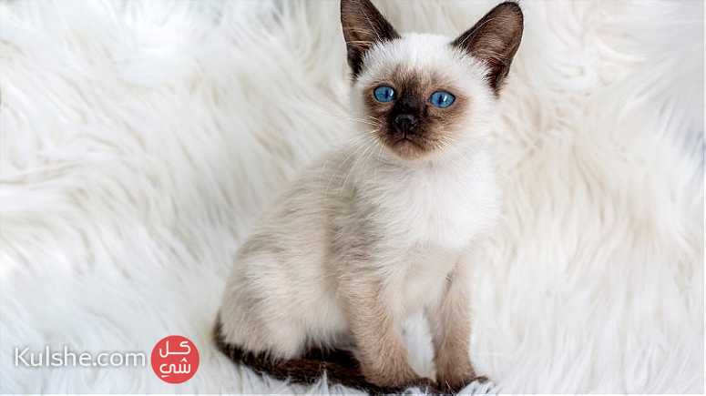 Beautiful male and female Siamese Kittens for sale - صورة 1