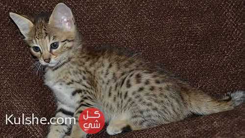 Gift Potty Trained Male and female Savannah Kittens for sale - صورة 1