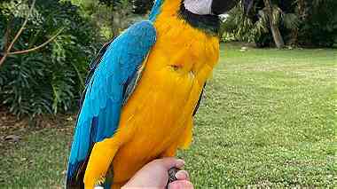 Blue and Gold Macaw parrots for sale