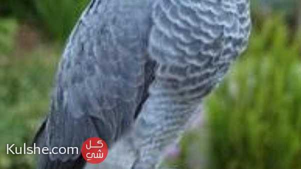African grey parrots for sale - صورة 1