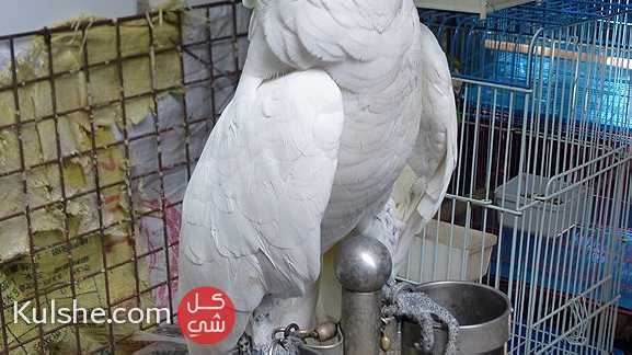 Cockatoo parrots for sale - صورة 1