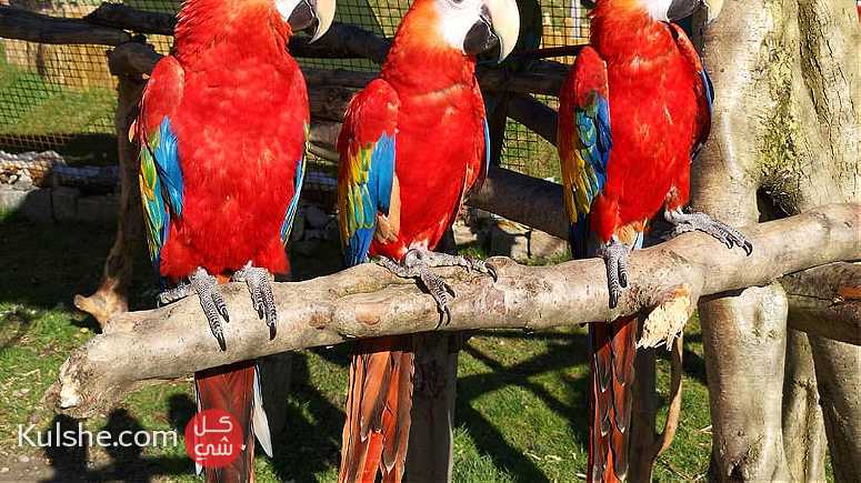 Scarlet Macaw for sale - صورة 1