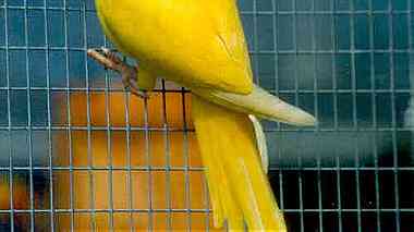 Hand Fed Indian Ringneck Parakeets Available for sale