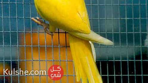 Hand Fed Indian Ringneck Parakeets Available for sale - Image 1