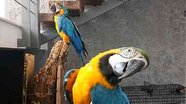 Gorgeous Blue and Gold macaw available for sell