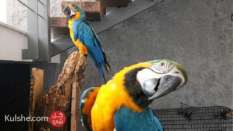 Gorgeous Blue and Gold macaw available for sell - صورة 1