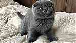 Blue Scottish fold kittens for sale - صورة 3