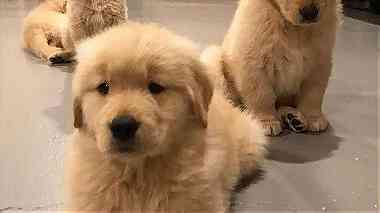 Golden Retrievers puppies available for sell